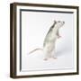 Pet Rat Standing on Hind Legs-null-Framed Photographic Print