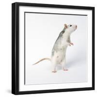 Pet Rat Standing on Hind Legs-null-Framed Photographic Print