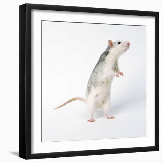 Pet Rat Standing on Hind Legs-null-Framed Photographic Print