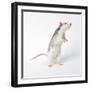 Pet Rat Standing on Hind Legs-null-Framed Photographic Print