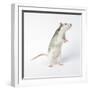 Pet Rat Standing on Hind Legs-null-Framed Photographic Print