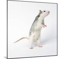 Pet Rat Standing on Hind Legs-null-Mounted Photographic Print