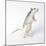 Pet Rat Standing on Hind Legs-null-Mounted Photographic Print