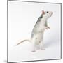 Pet Rat Standing on Hind Legs-null-Mounted Photographic Print