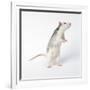 Gramercy White