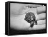 Pet Turtle-Ralph Morse-Framed Stretched Canvas