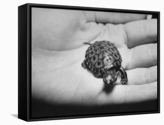 Pet Turtle-Ralph Morse-Framed Stretched Canvas