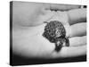 Pet Turtle-Ralph Morse-Stretched Canvas