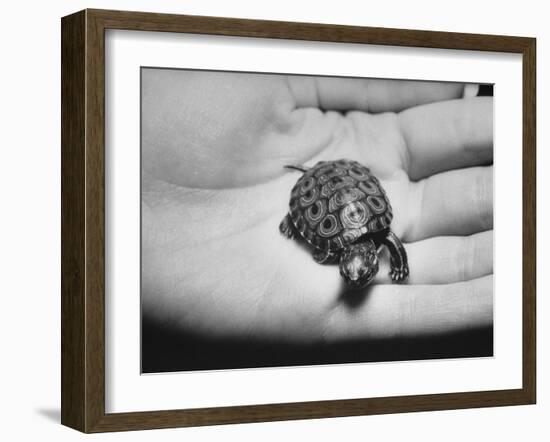 Pet Turtle-Ralph Morse-Framed Photographic Print