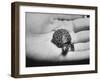 Pet Turtle-Ralph Morse-Framed Photographic Print