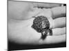 Pet Turtle-Ralph Morse-Mounted Photographic Print