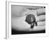 Pet Turtle-Ralph Morse-Framed Photographic Print