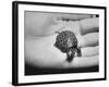 Pet Turtle-Ralph Morse-Framed Photographic Print