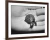 Pet Turtle-Ralph Morse-Framed Photographic Print