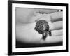 Pet Turtle-Ralph Morse-Framed Photographic Print