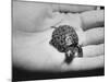 Pet Turtle-Ralph Morse-Mounted Photographic Print
