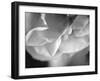 Petal Closeup I-Nicole Katano-Framed Photo