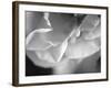 Petal Closeup I-Nicole Katano-Framed Photo