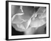 Petal Closeup I-Nicole Katano-Framed Photo