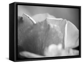 Petal Closeup II-Nicole Katano-Framed Stretched Canvas