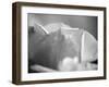 Petal Closeup II-Nicole Katano-Framed Photo