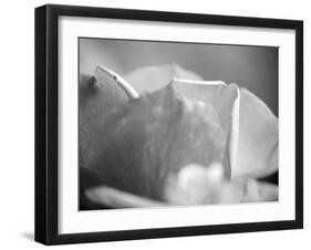 Petal Closeup II-Nicole Katano-Framed Photo