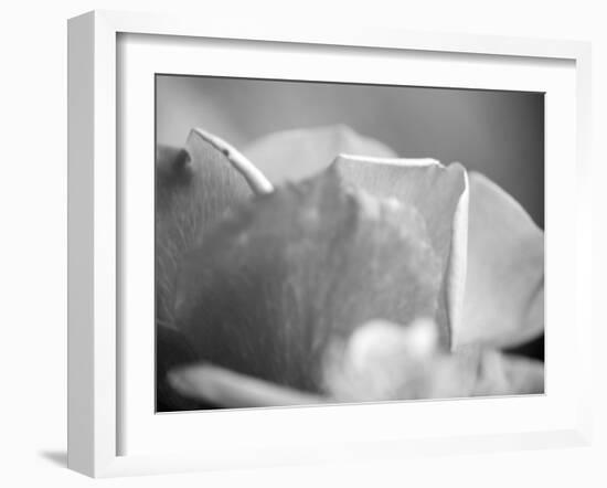 Petal Closeup II-Nicole Katano-Framed Photo