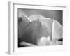 Petal Closeup II-Nicole Katano-Framed Photo