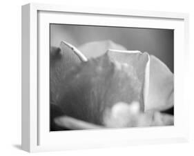 Petal Closeup II-Nicole Katano-Framed Photo