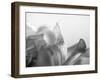 Petal Closeup IV-Nicole Katano-Framed Photo