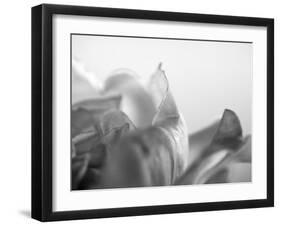 Petal Closeup IV-Nicole Katano-Framed Photo