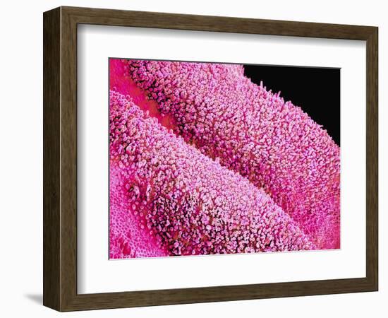 Petal of a Cymbidium Plant-Micro Discovery-Framed Photographic Print