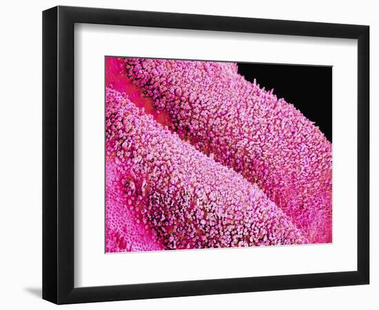 Petal of a Cymbidium Plant-Micro Discovery-Framed Photographic Print