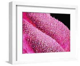 Petal of a Cymbidium Plant-Micro Discovery-Framed Photographic Print