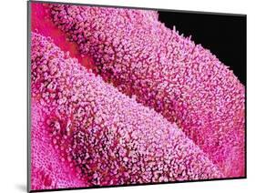 Petal of a Cymbidium Plant-Micro Discovery-Mounted Photographic Print