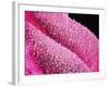 Petal of a Cymbidium Plant-Micro Discovery-Framed Photographic Print