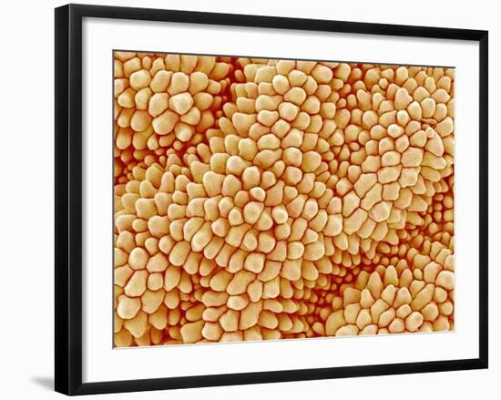 Petal of a Figwort-Micro Discovery-Framed Photographic Print