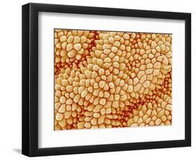 Petal of a Figwort-Micro Discovery-Framed Photographic Print