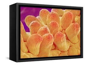 Petal of Chrysanthemum Flower-Micro Discovery-Framed Stretched Canvas