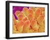 Petal of Chrysanthemum Flower-Micro Discovery-Framed Photographic Print