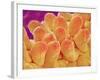 Petal of Chrysanthemum Flower-Micro Discovery-Framed Photographic Print