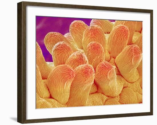 Petal of Chrysanthemum Flower-Micro Discovery-Framed Photographic Print