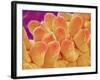 Petal of Chrysanthemum Flower-Micro Discovery-Framed Photographic Print