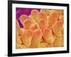 Petal of Chrysanthemum Flower-Micro Discovery-Framed Photographic Print