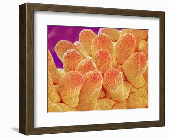 Petal of Chrysanthemum Flower-Micro Discovery-Framed Photographic Print