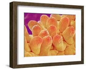 Petal of Chrysanthemum Flower-Micro Discovery-Framed Photographic Print