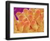 Petal of Chrysanthemum Flower-Micro Discovery-Framed Photographic Print