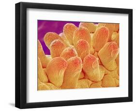 Petal of Chrysanthemum Flower-Micro Discovery-Framed Photographic Print