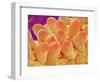 Petal of Chrysanthemum Flower-Micro Discovery-Framed Photographic Print