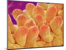 Petal of Chrysanthemum Flower-Micro Discovery-Mounted Photographic Print